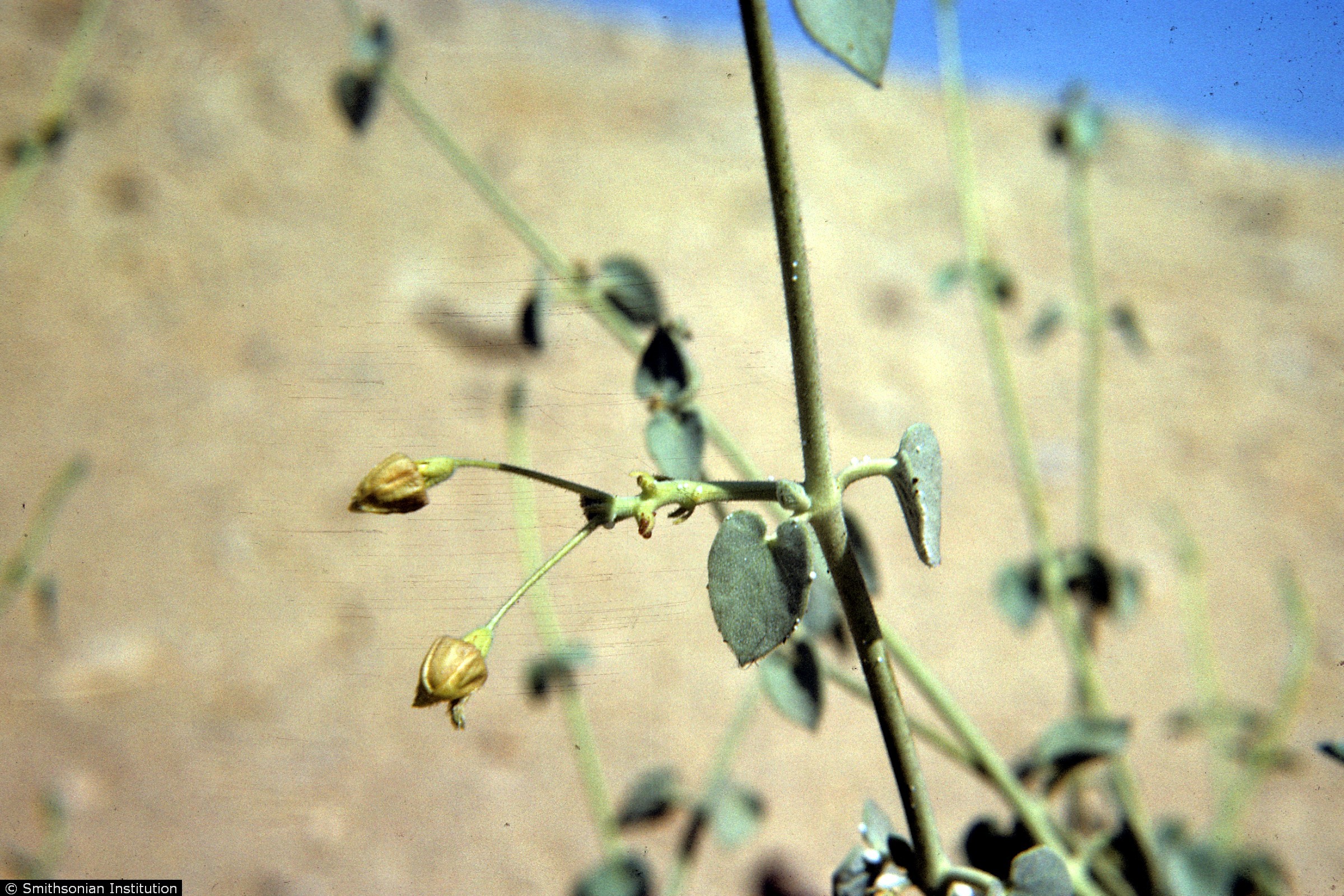Daemia USDA Plants Database
