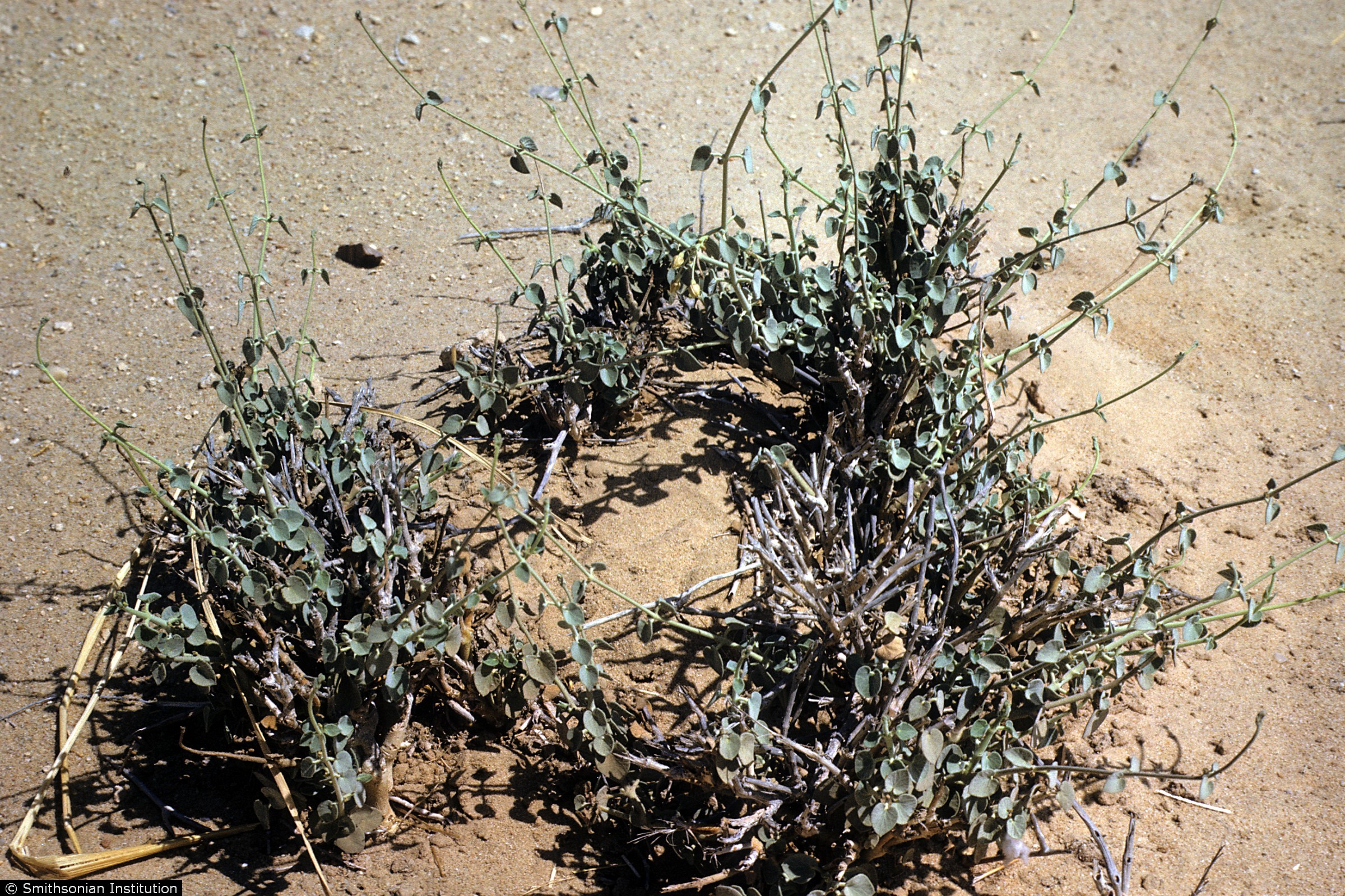 Daemia USDA Plants Database