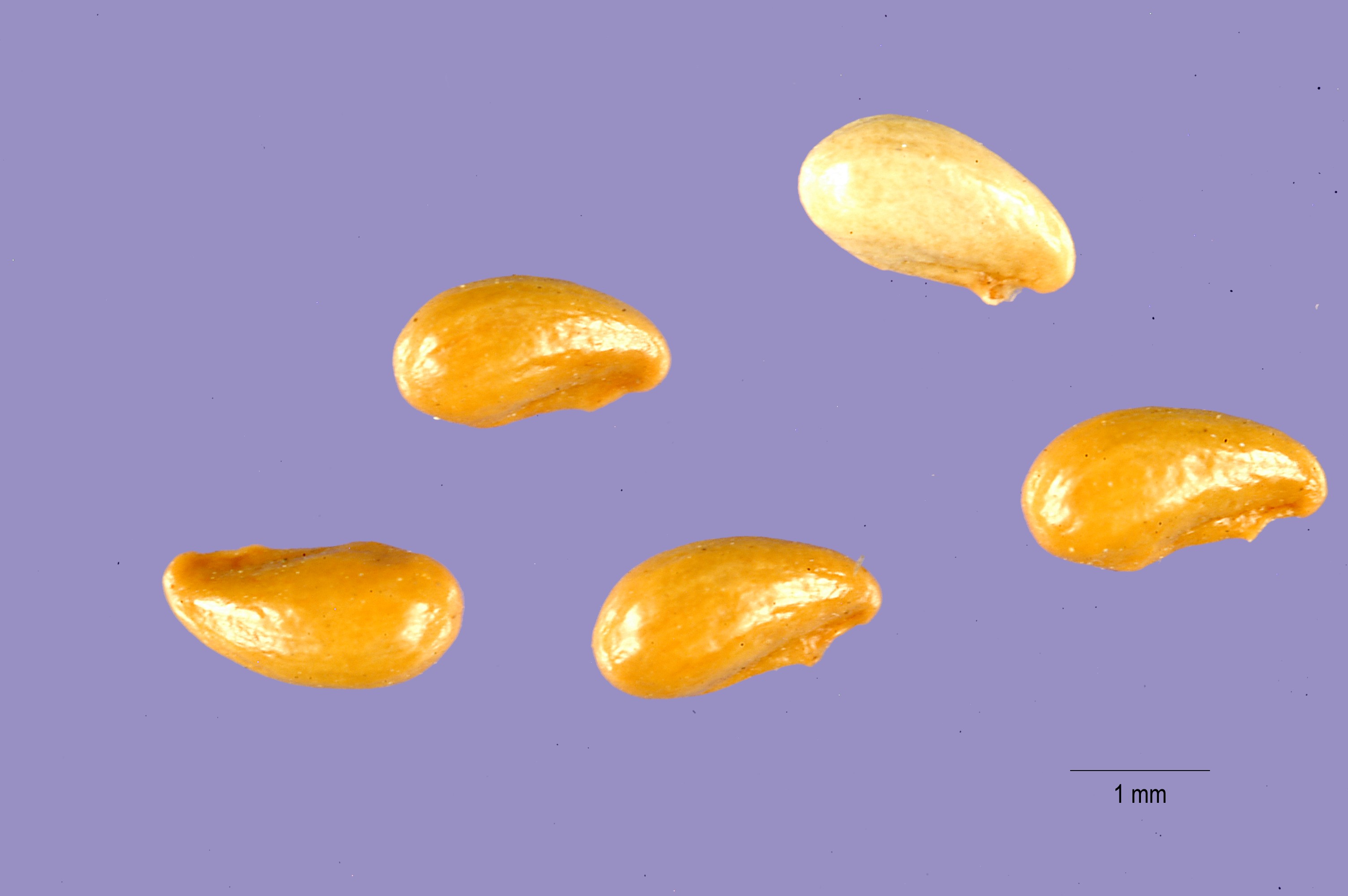 USDA Plants Database