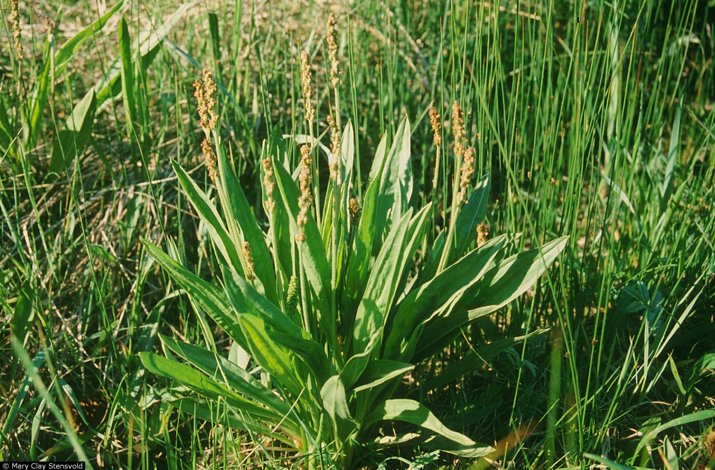 USDA Plants Database