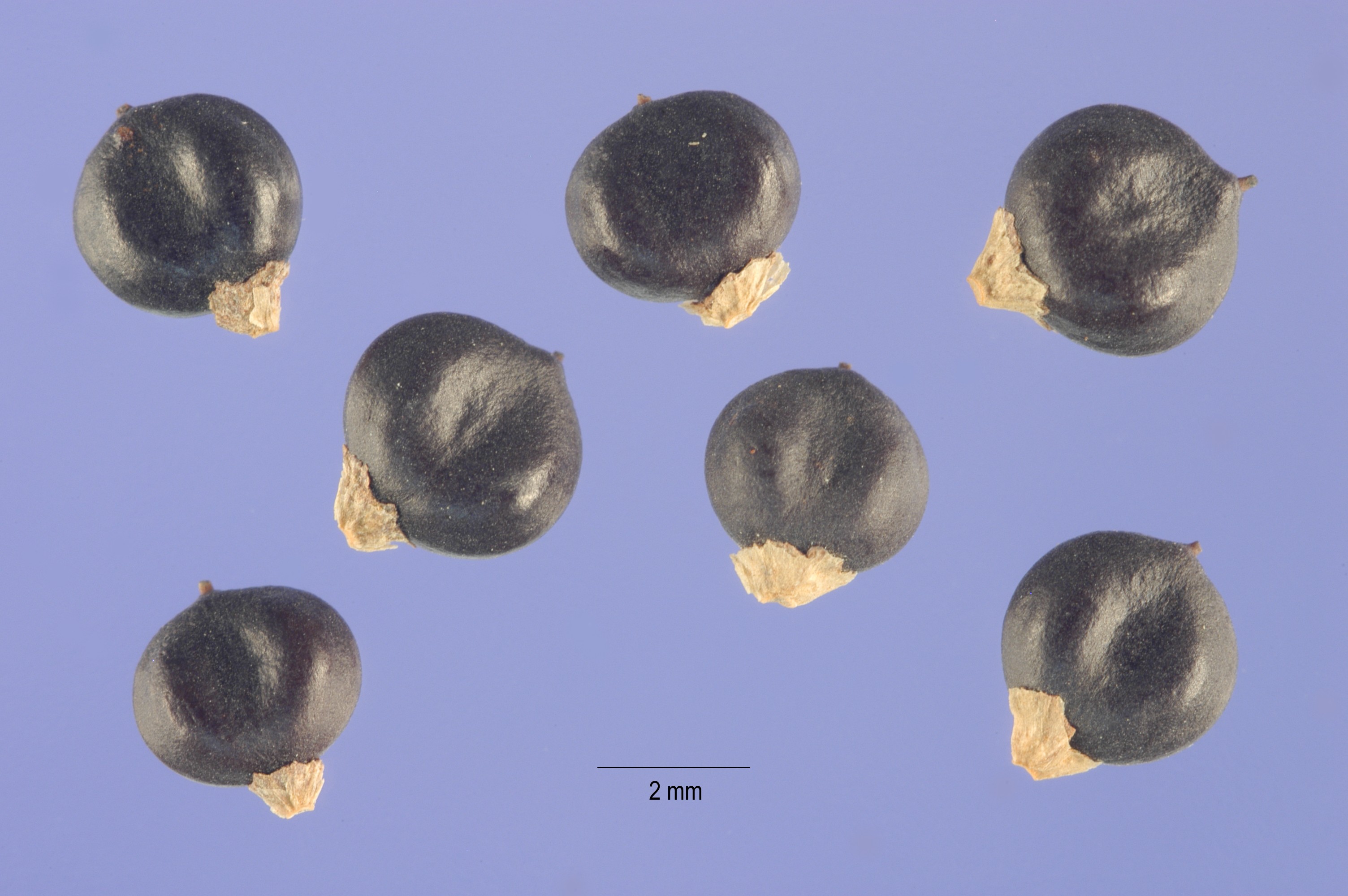 Piedra Pomez 7-9 mm - Plants Born