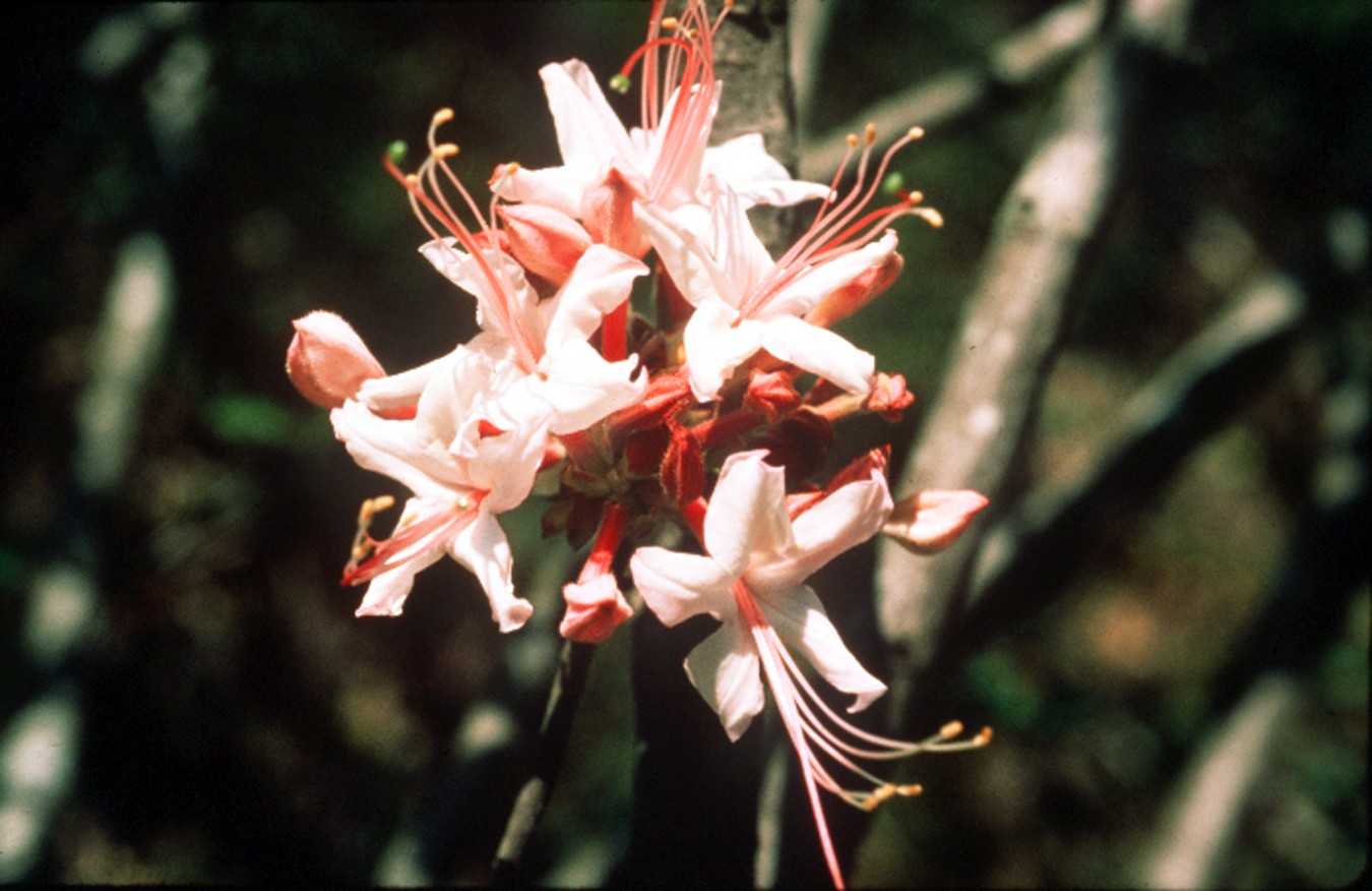 Rhododendron widjajae Argent & Mambrasar, spec.nov. A. Branch