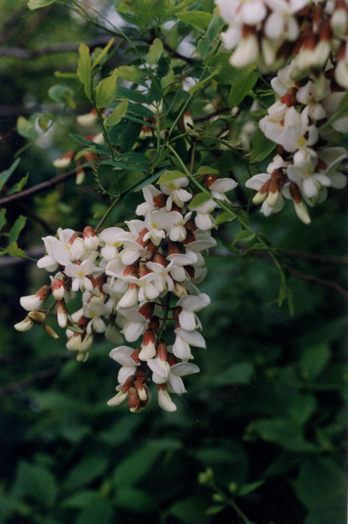 Robinia x margaretiae 'Casque Rouge', Black Locust - Leafland Limited, Best Price, Buy Trees Online