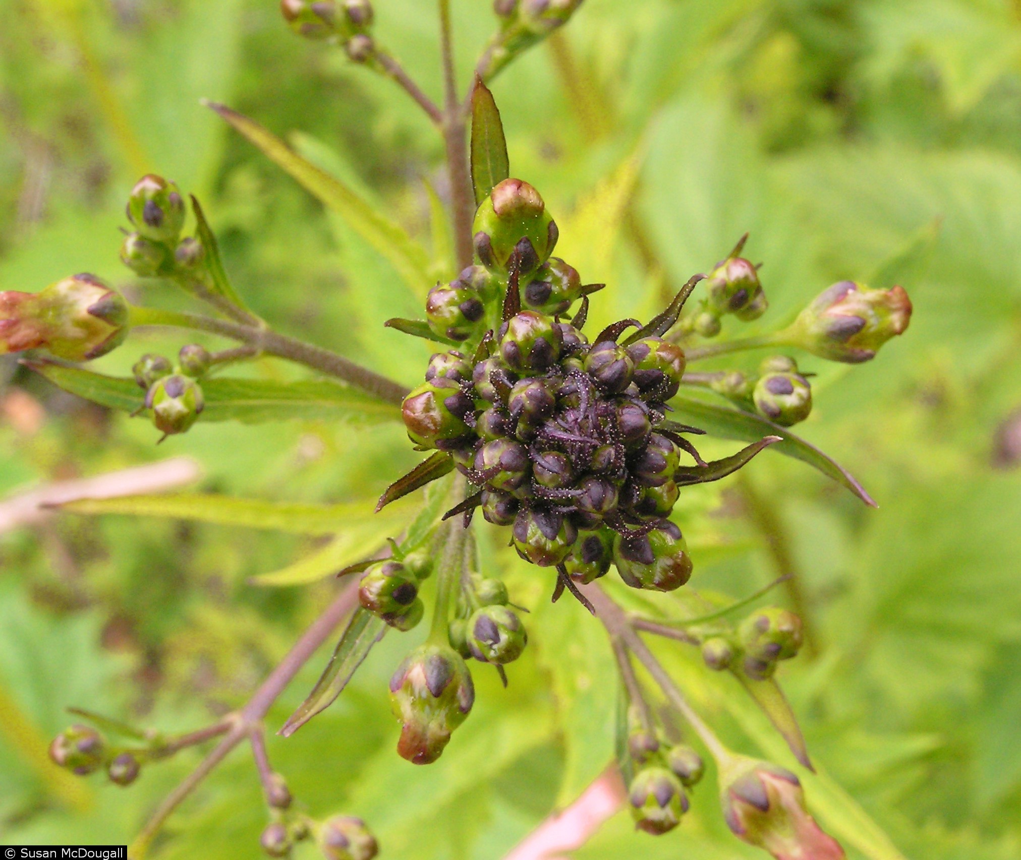 Asclepias Lanceolata Usda