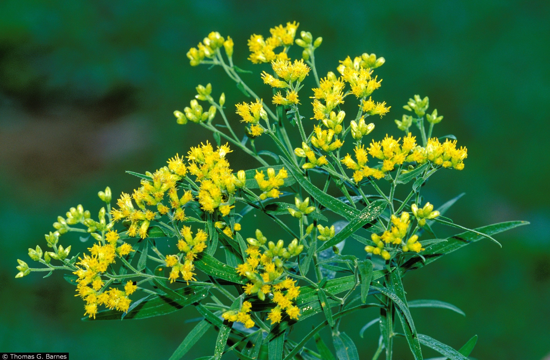 USDA Plants Database Usda plants database