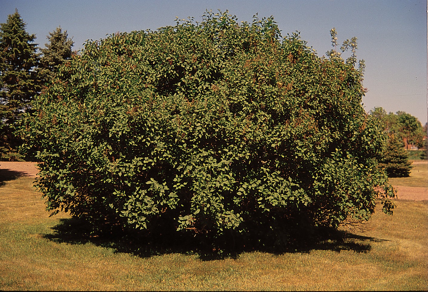 Old Fashioned Lilac Bush (2-3 Foot)