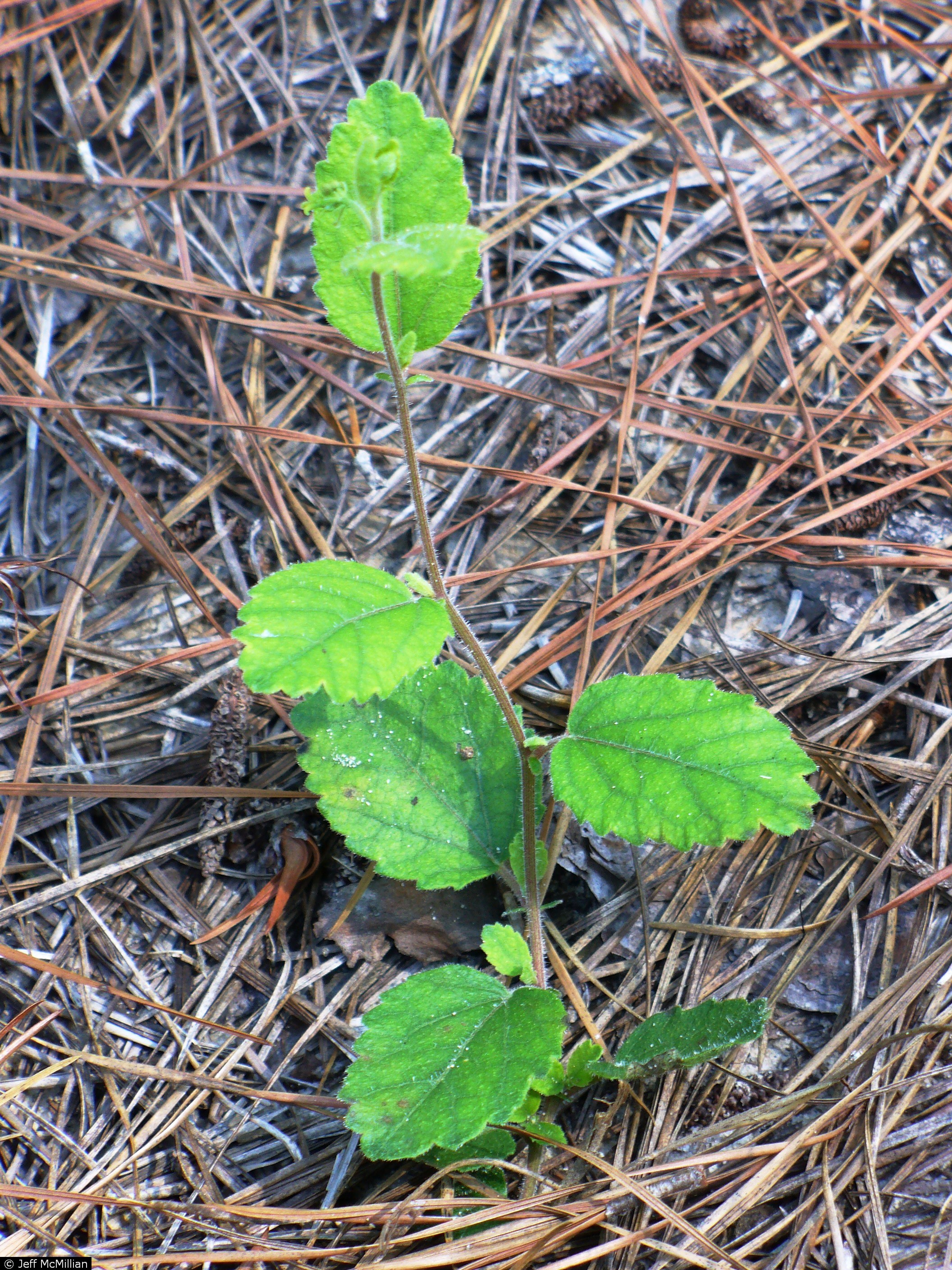 USDA Plants Database