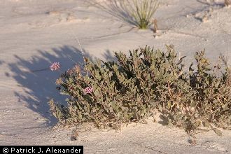 <i>Abronia angustifolia</i> Greene var. arizonica (Standl.) Kearney & Peebles