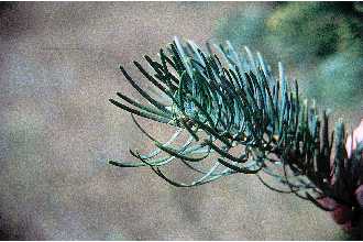 <i>Abies concolor</i> (Gord. & Glend.) Lindl. ex Hildebr. var. concolor