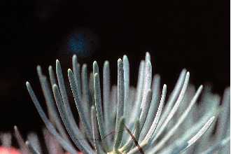 <i>Abies concolor</i> (Gord. & Glend.) Lindl. ex Hildebr. var. concolor