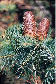 <i>Abies concolor</i> (Gord. & Glend.) Lindl. ex Hildebr. var. concolor