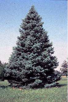 <i>Abies concolor</i> (Gord. & Glend.) Lindl. ex Hildebr. var. concolor