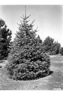 <i>Abies concolor</i> (Gord. & Glend.) Lindl. ex Hildebr. var. concolor