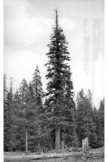 <i>Abies concolor</i> (Gord. & Glend.) Lindl. ex Hildebr. var. concolor