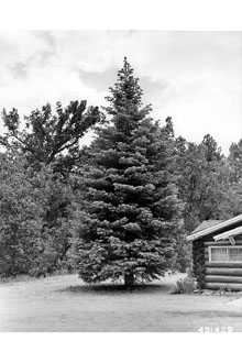 <i>Abies concolor</i> (Gord. & Glend.) Lindl. ex Hildebr. var. concolor