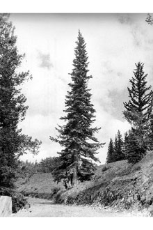 <i>Abies concolor</i> (Gord. & Glend.) Lindl. ex Hildebr. var. concolor