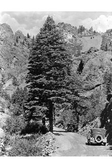 <i>Abies concolor</i> (Gord. & Glend.) Lindl. ex Hildebr. var. concolor