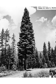 <i>Abies concolor</i> (Gord. & Glend.) Lindl. ex Hildebr. var. concolor