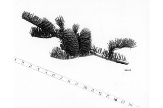 <i>Abies concolor</i> (Gord. & Glend.) Lindl. ex Hildebr. var. concolor