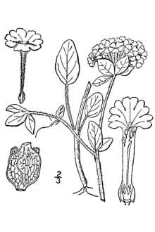 <i>Abronia fragrans</i> Nutt. ex Hook. var. glaucescens A. Nelson