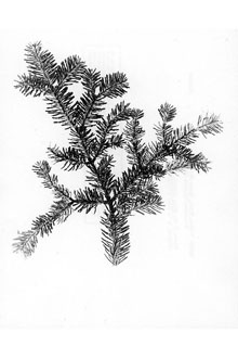 <i>Pinus fraseri</i> Pursh