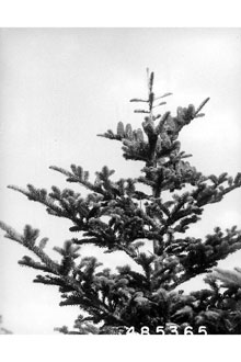 <i>Pinus fraseri</i> Pursh