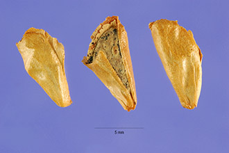 <i>Abies grandis</i> (Douglas ex D. Don) Lindl. var. idahoensis Silba