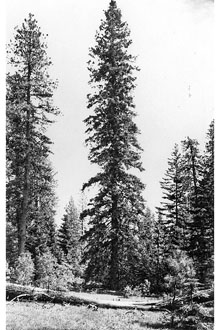 <i>Abies grandis</i> (Douglas ex D. Don) Lindl. var. idahoensis Silba