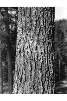 <i>Abies grandis</i> (Douglas ex D. Don) Lindl. ssp. idahoensis (Silba) Silba