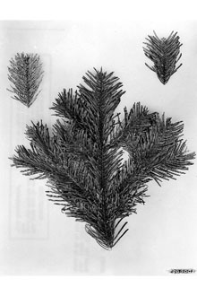 <i>Abies grandis</i> (Douglas ex D. Don) Lindl. f. johnsonii O.V. Matthews