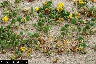 USDA Plants Database