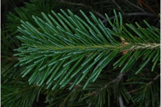 <i>Abies balsamea</i> (L.) Mill. ssp. lasiocarpa (Hook.) B. Boivin