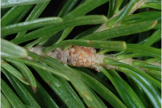 <i>Abies lasiocarpa</i> (Hook.) Nutt. var. bifolia (A. Murray bis) Eckenw.