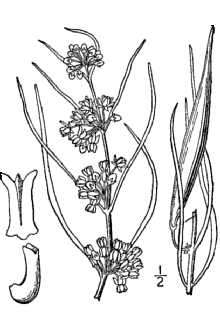 <i>Acerates angustifolia</i> (Nutt.) Decne.