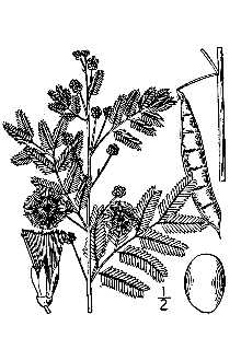 <i>Acacia angustissima</i> (Mill.) Kuntze