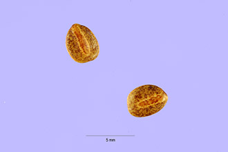 <i>Acacia angustissima</i> (Mill.) Kuntze