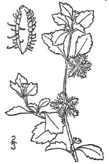 <i>Acanthospermum xanthioides</i> DC.