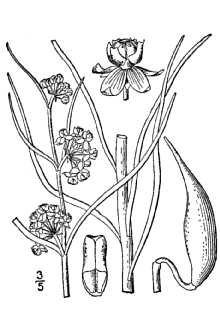<i>Acerates auriculata</i> Engelm. ex Torr.