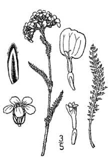 <i>Achillea millefolium</i> L. var. fulva B. Boivin
