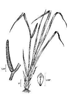 <i>Acorus calamus</i> L. var. americanus (Raf.) H.D. Wulff.