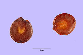 <i>Acacia catechu</i> (L. f.) Willd. [excluded]