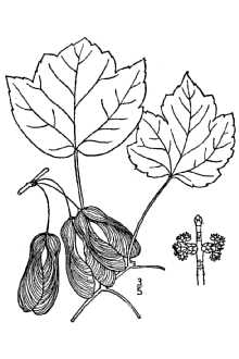 <i>Acer rubrum</i> L. var. tridens Alph. Wood