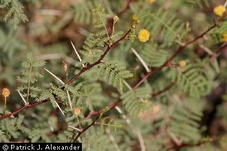 <i>Acacia constricta</i> Benth. var. paucispina Wooton & Standl.
