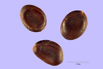 <i>Acacia cornigera</i> (L.) Willd.