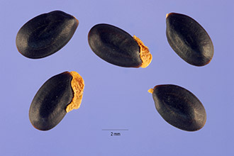 <i>Acacia decurrens</i> (Wendl. f.) Willd. var. dealbata (Link) F. Muell.