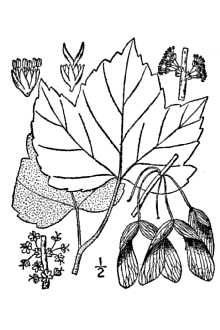 <i>Acer rubrum</i> L. ssp. drummondii (Hook. & Arn. ex Nutt.) A.E. Murray