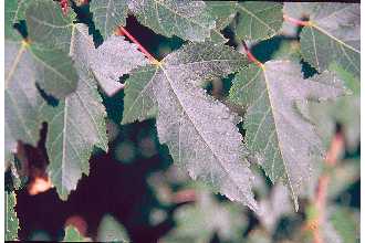 <i>Acer tataricum</i> L. ssp. ginnala (Maxim.) Wesmael