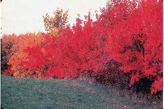 <i>Acer tataricum</i> L. ssp. ginnala (Maxim.) Wesmael