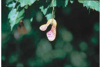 <i>Acer tataricum</i> L. ssp. ginnala (Maxim.) Wesmael