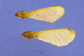 <i>Acer tataricum</i> L. ssp. ginnala (Maxim.) Wesmael